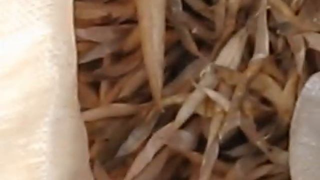 Лущим фасоль и готовим к сушке смотреть онлайн