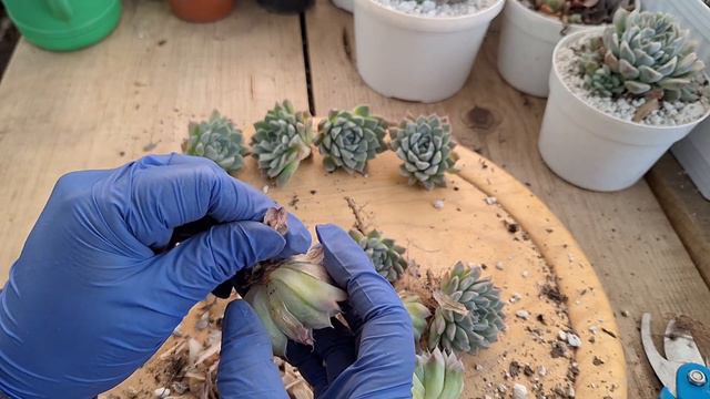 Mantenimiento a mi Echeveria #jardin #plantas #garden #flores #flowers #cactus #echeverias #cactus смотреть онлайн