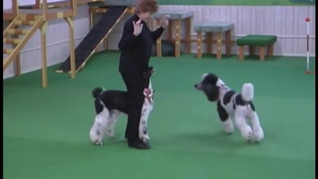 Poodle (Dog) Brace Dance: The Clockmaker's Marionettes смотреть онлайн