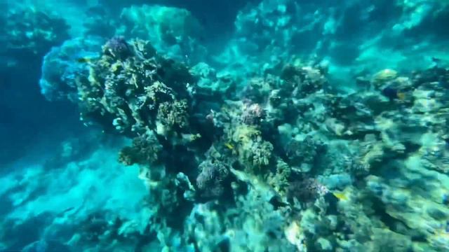 Coral reef Egypt Marsa Alam hotel Fantazia Resort Red Sea Egypt смотреть онлайн