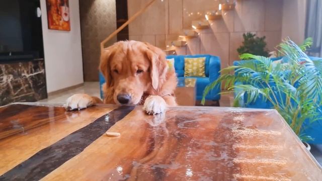 7 Most Common Things Golden Retrievers are Scared of and How to Deal with them! смотреть онлайн