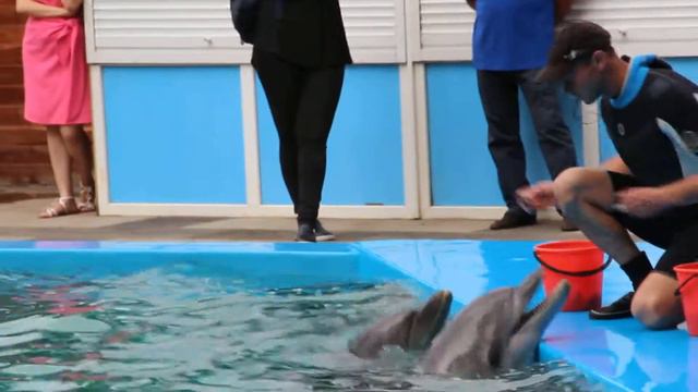 MVI 3319 LДельфинарий г. Пицунда смотреть онлайн