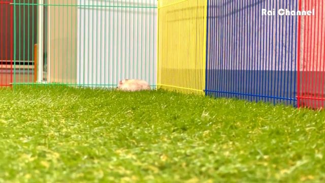 とっとこ爆走 ジャンガリアンハムスター いつもより多く走っております ? 【ハムスターパーク】 смотреть онлайн