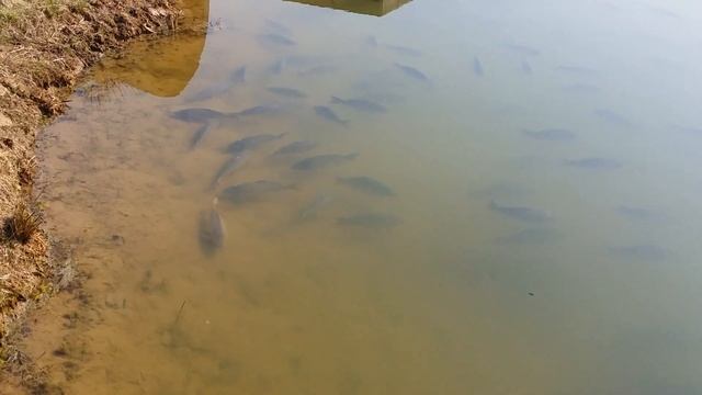 Рыболовный клуб " Юрково " смотреть онлайн