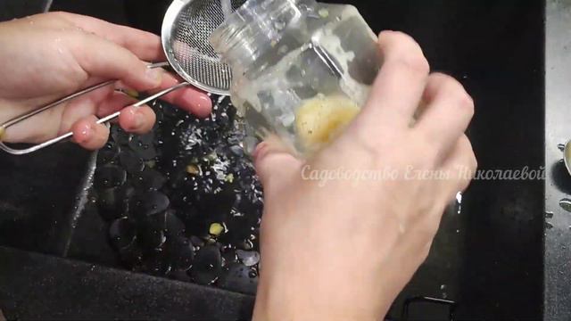 Сбор семян ТОМАТОВ, как ПРАВИЛЬНО это сделать, чтобы взошли 100% смотреть онлайн