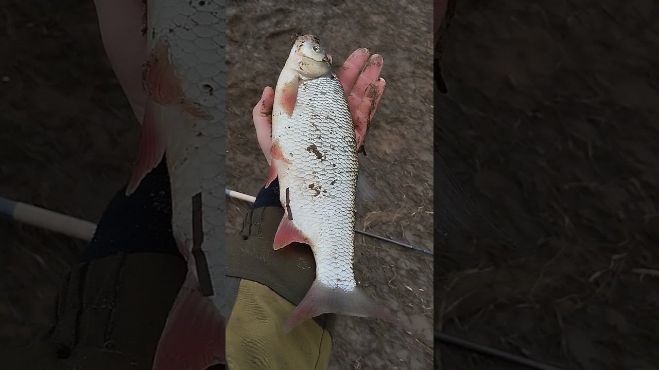 Язь! Весенняя рыбалка на фидер. #рыбалка #shortvideo #fishing #fishingvideo #природа смотреть онлайн