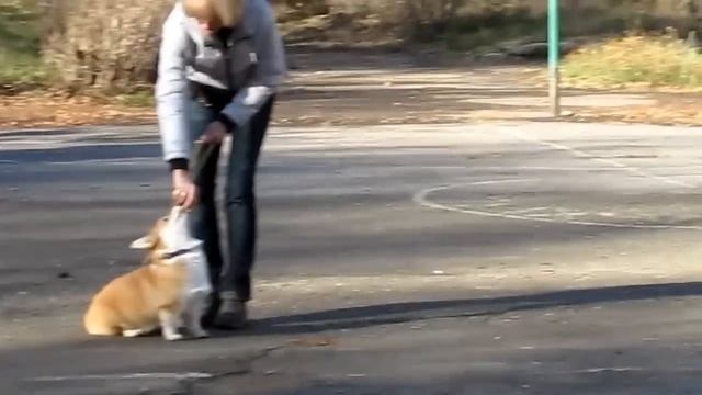 Тренировка по ринговке вельш корги пемброк 6 мес. смотреть онлайн