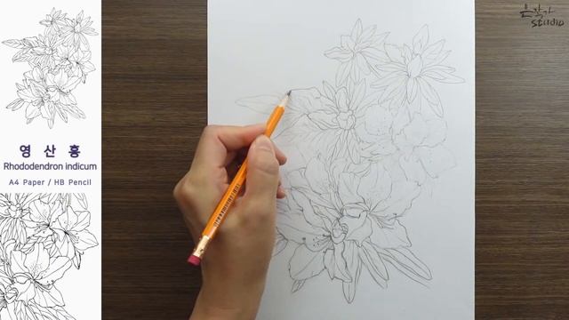 ?[무편집-전체영상] 영산홍 그리기 | 연필 스케치와 전사과정 | 보태니컬아트 꽃그림배우기 92-3 смотреть онлайн