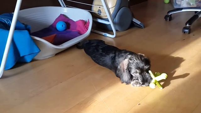 Жесткошерстная Такса Кузя смотреть онлайн