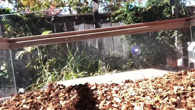 Ball Python Cage Cleaning and Re-Setup смотреть онлайн