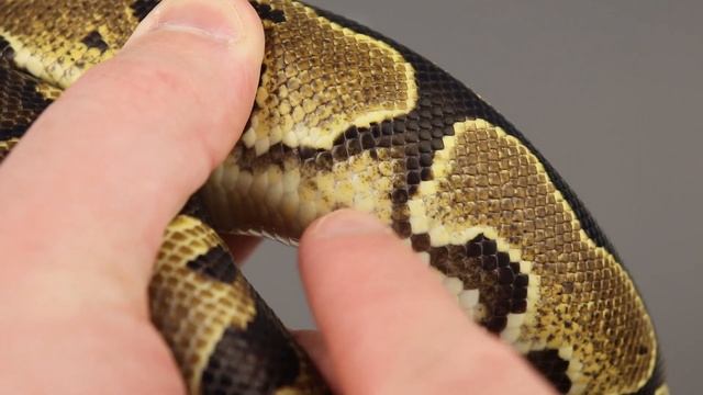 Morph Guide #14: The Vanilla Ball Python - Benjamin's Exotics смотреть онлайн