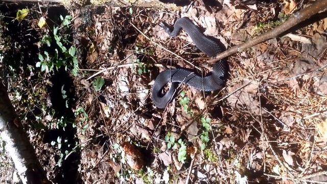 Гадюка обыкновенная или "Ходят тут всякие" смотреть онлайн