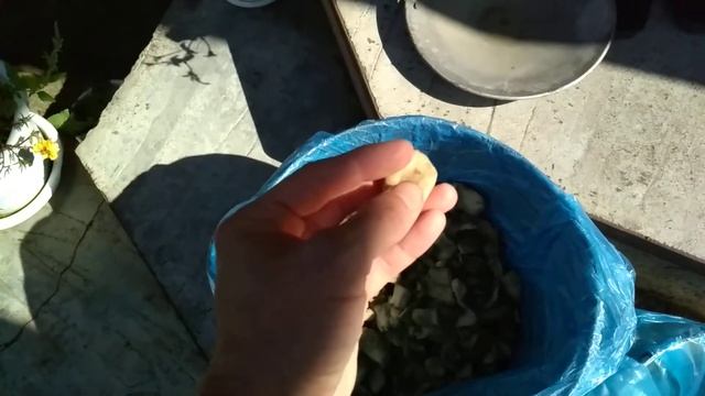 Засолка рыбы и икры в домашних условиях