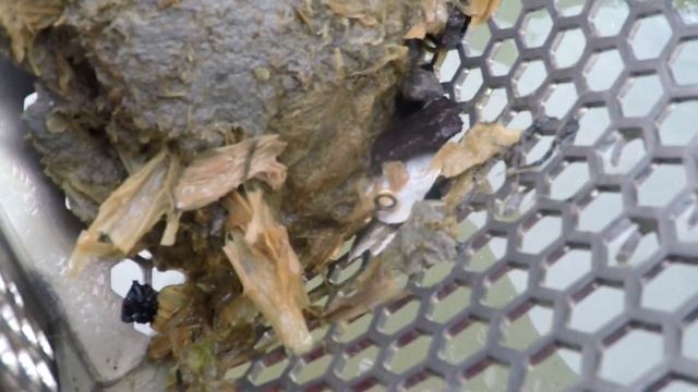 ПОДВОДНЫЙ КОП НА ЗАТОПЛЕННОМ ХУТОРЕ!!!!ДЕНЬ СТАРЫХ КРЕСТИКОВ!!!КОП С Minelab CTX 3030. смотреть онлайн