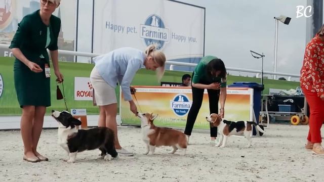 Как в России появились корги? смотреть онлайн