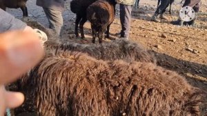 БУЛОГБОШИ ТУМАНИ КУЛЛА КУЙ БОЗОРИ ВА ЕЧКЛАР НАРХИ БОЗОР ЗУР БУЛЙАПТИ БУГУН ДЕХКОНЛАР БОЗОРИ БУ БОЗО