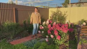 САМАЯ КРАСИВАЯ И НЕПРИХОТЛИВАЯ ГОРТЕНЗИЯ В МОЕМ САДУ!