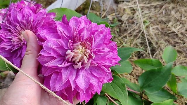Клематис КАЙЗЕР (Clematis Kaiser)