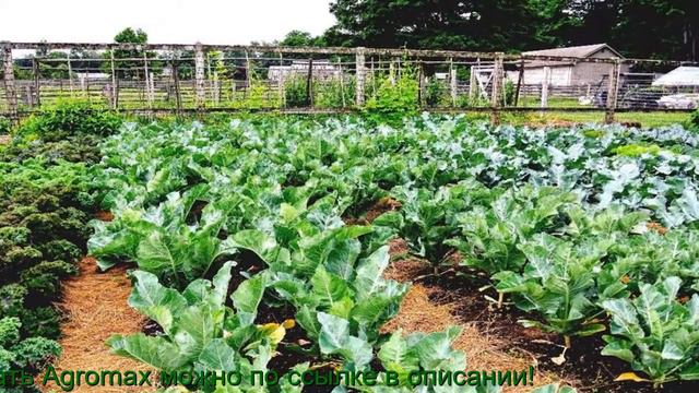 Агромакс Удобрение - Agromax Стимулятор - Агромакс Магазин