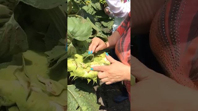 Главный энтофитопатолог Сасова Н.А., Калининский район, Мониторинг посевов подсолнечника смотреть онлайн