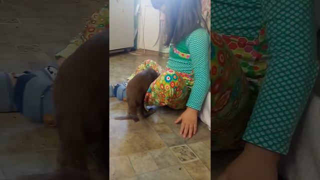 ОРИЕНТАЛЫ И ИХ ДЕТИ смотреть онлайн