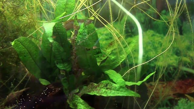 Nanochromis splendens - Brut смотреть онлайн