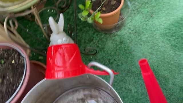 Поливаю, воду подкисляю, урожай дегустирую ??? смотреть онлайн