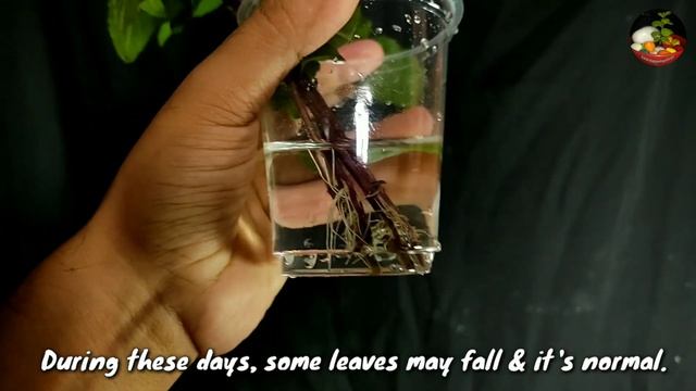 How To Grow Tulsi/ Basil From Cutting || Easily Grow Tulsi Plant In Water. смотреть онлайн