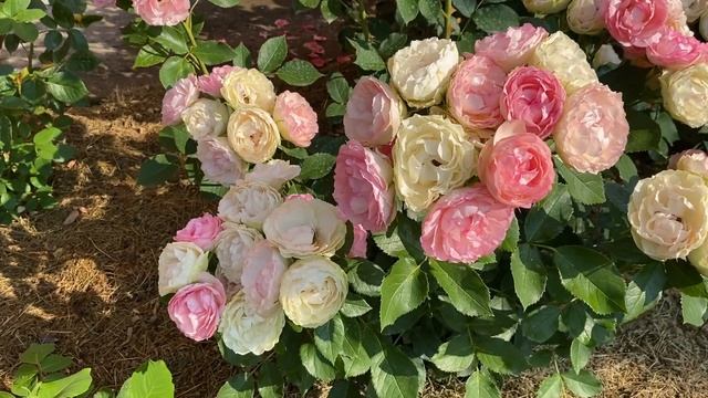 Подборка из самых роскошных и любимых РОЗ в моем саду смотреть онлайн