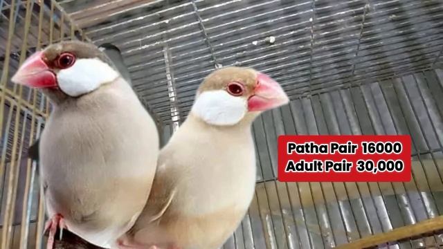 Java Bird Business | white | Silver | Opal | Albino | Fawn | Java Finch Business #javasparrow смотреть онлайн