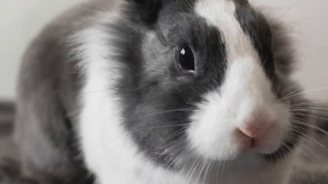 Rabbit Nose Wiggling Meaning Explained смотреть онлайн