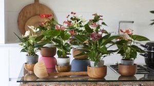 Антуриум, цветок «Мужское счастье» - приметы и суеверия