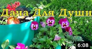 ВИОЛА: три схемы выращивания???