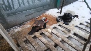 Спаривание индоуток/мускусных уток// разведение индоуток//зимой