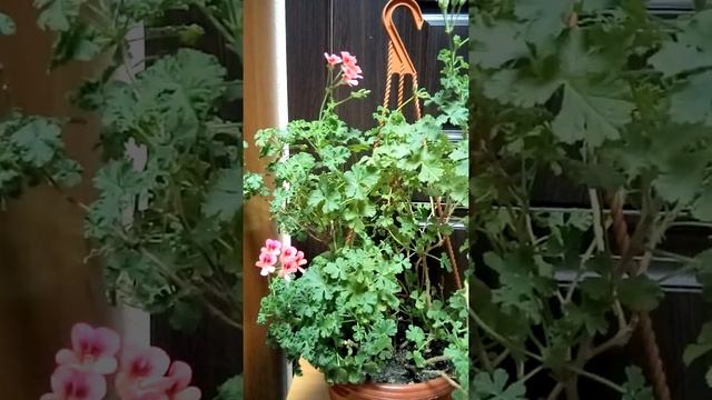 Пеларгония сильнопахнущая смотреть онлайн