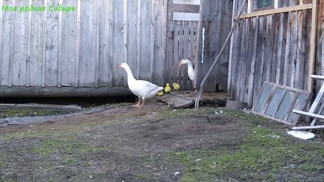 Гусак Гошка увидел впервые своих внуков от сынка. Зачем оставляем свет на ночь у гусей с гусятами? смотреть онлайн