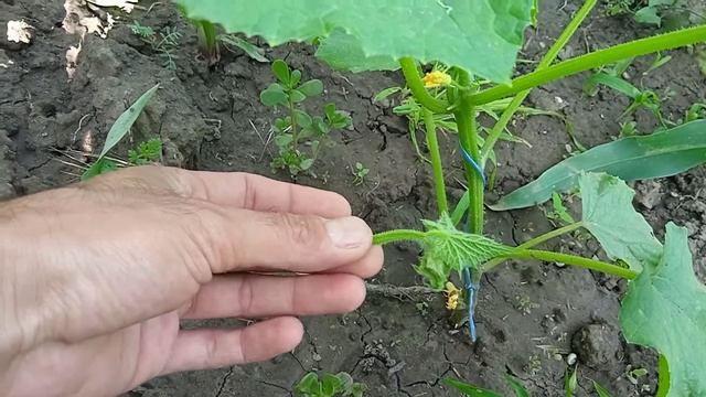 #пасынки #огурец ПАСЫНКИ ОГУРЦА что ето ? Как они выглядят? смотреть онлайн