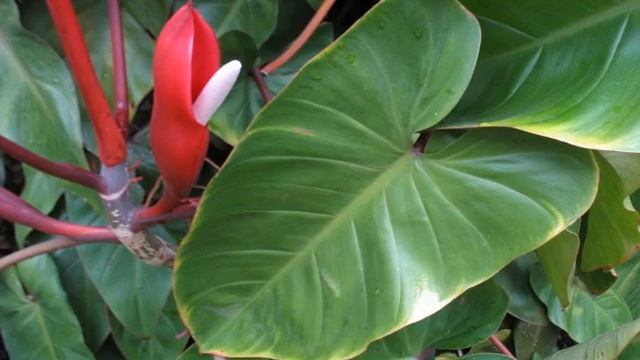 Цветок филодендрон Империал Ред, Джангл Буги, Минарум, Лацерум, Империал Грин смотреть онлайн