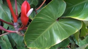 Цветок филодендрон Империал Ред,  Джангл Буги, Минарум, Лацерум, Империал Грин