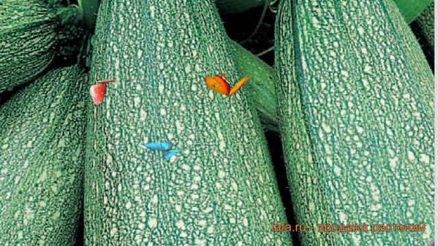 Кабачок обыкновенный Кабачок Сударь (sudar) ? обзор: как сажать, семена кабачка Кабачок Сударь смотреть онлайн