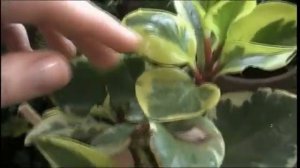 Вариегатная ПЕПЕРОМИЯ:безхлопотная вариегатка!Мой уход,полив и освещение для сумашедшего роста.