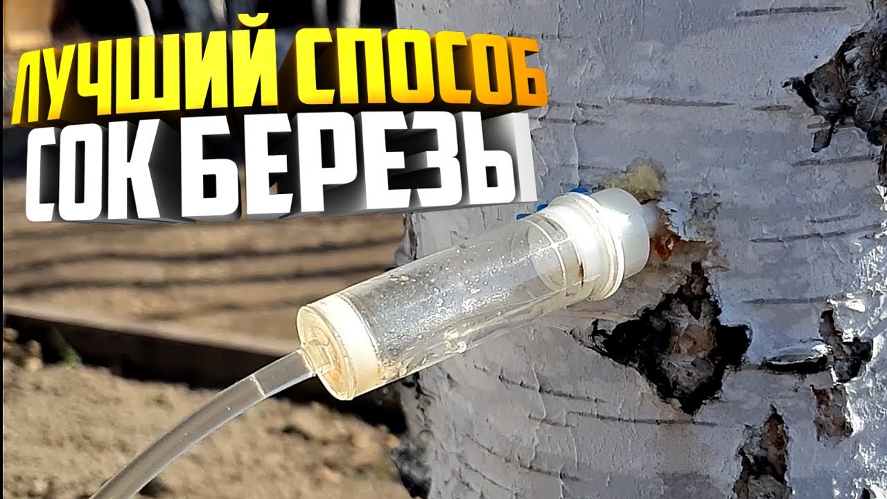 Как собрать березовый сок через капельницу смотреть онлайн