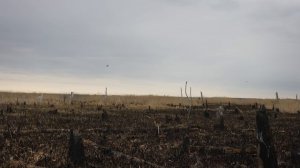 Результативная охота весной с махокрылом