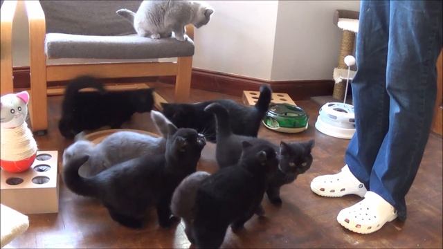 'I' Litter enjoying their food! смотреть онлайн