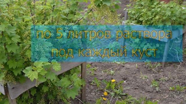 ПОДКОРМКА СМОРОДИНЫ ВЕСНОЙ ДЛЯ БОЛЬШОГО УРОЖАЯ. УХОД ЗА СМОРОДИНОЙ ВО ВРЕМЯ ЦВЕТЕНИЯ. смотреть онлайн