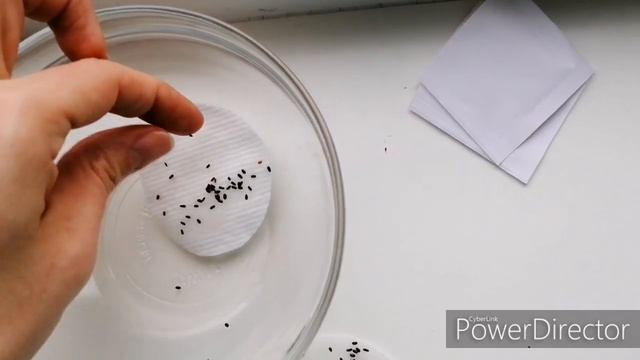 Стратификация семян лаванды. Простой способ. смотреть онлайн