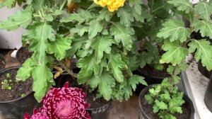 Горшечная хризантема. Условия выращивания и уход