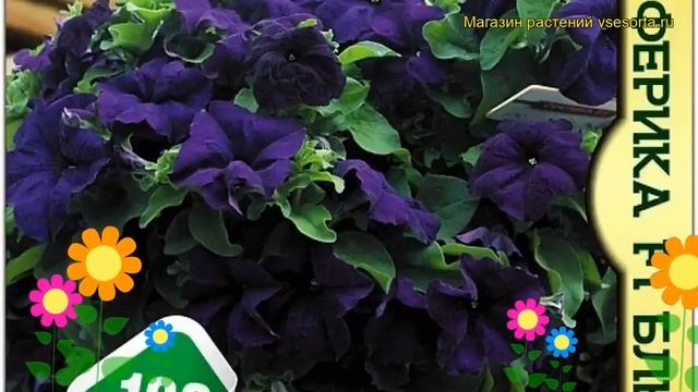 Петуния гибридная крупноцветковая Сферика F1 Блю. Краткий обзор, описание характеристик petunia смотреть онлайн
