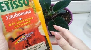 Делайте 3 подкормки ГЛОКСИНИИ и она будет цвести шапкой цветов!