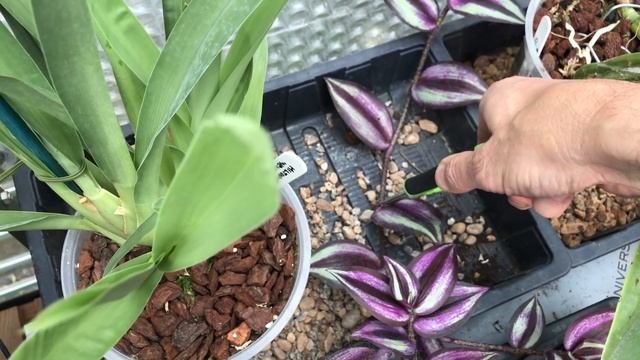STOP THE TRAILING HABIT OF TRADESCANTIA (WANDERING JEW) смотреть онлайн
